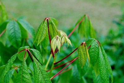 Aesculus parviflora - jírovec drobnokvětý - listy